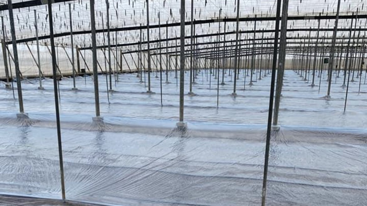 Naturplás biosolarización (2)